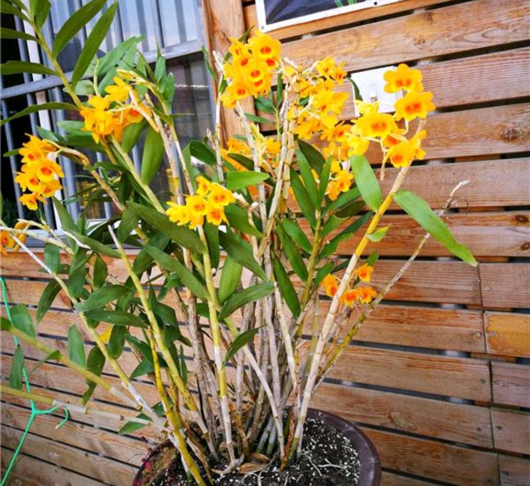 这“38种花”,当你开始收集品种时,你已入坑颇深