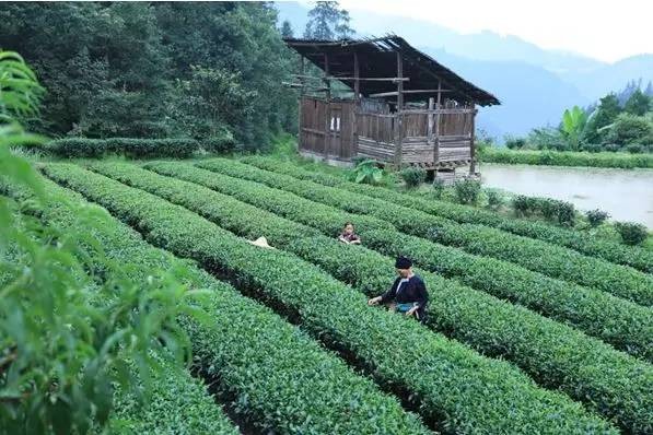 楠楁祦閲忛獥浜洪挶璐㈢殑涓滆タ,娴侀噺鍙樼幇楠楀眬宸叉湁澶氫汉鍙楅獥