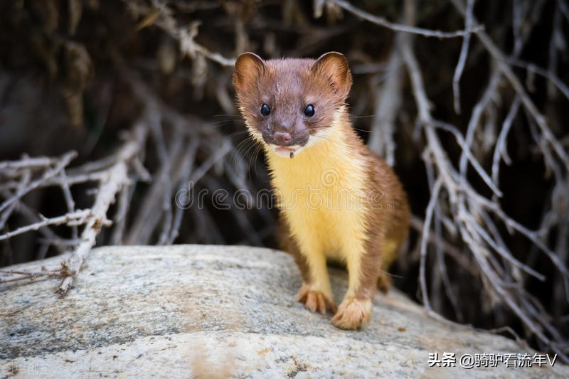 东北俗事之林海故事6,东北俗事之林海故事