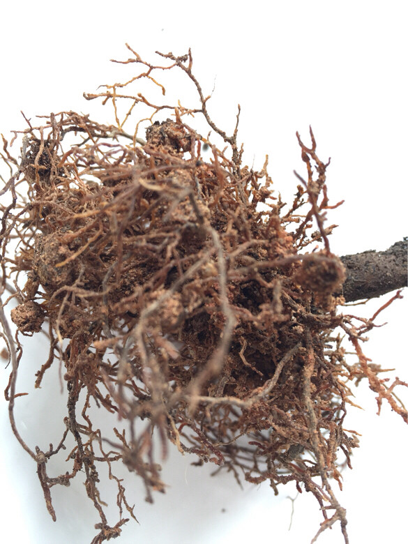 茶花掉叶子是怎么了,茶花掉绿叶子