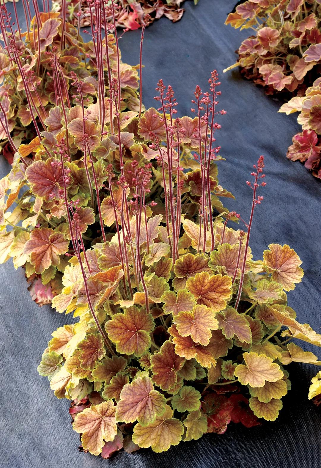 矾根的全能型选手来了，南北皆宜，色彩丰富