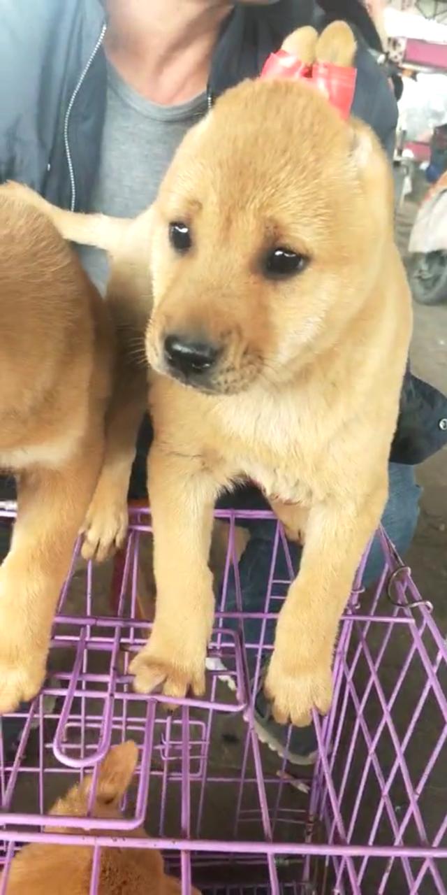 开封杨丰宠物市场最新价格信息,开封杨丰宠物市场现在开着吗