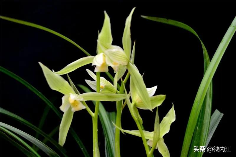 花中珍品！内江这朵花不一般，连*德朱**都很喜欢——