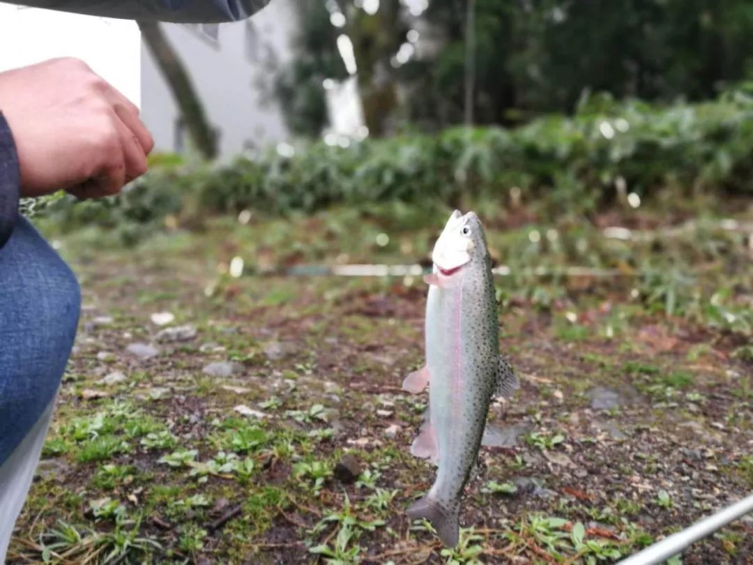 外国游客在日本钓鱼是一个什么样的体验?