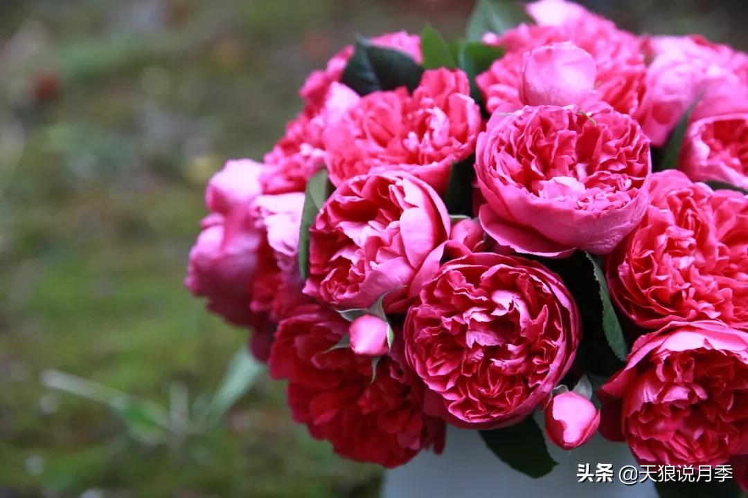 唤作「蔻丹」的月季,应该有怎样的风情?