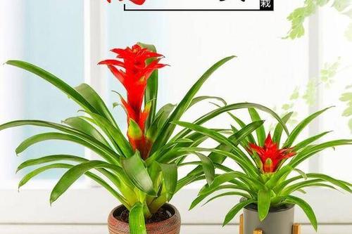室内适合养什么花寓意好,新家养什么花有寓意又好看
