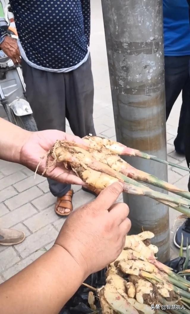 生姜姜瘟病防治措施有哪些,姜瘟苗期怎样防控