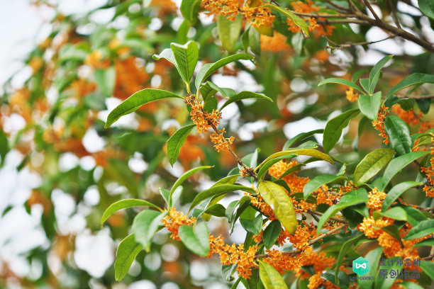 院子适合种的花和设计,庭院设计植物大全