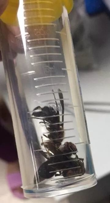 被马蜂蛰过敏性休克的急救措施,儿童被马蜂蛰了看不到毒刺