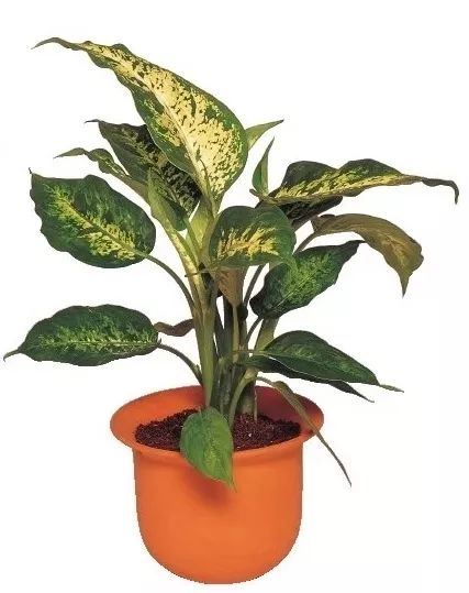 植物出现倒伏,怎样防止植物倒伏