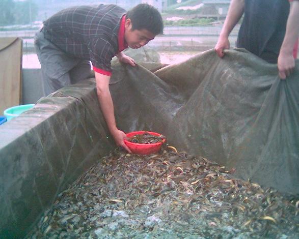 农业养殖致富项目泥鳅,水产养殖泥鳅能赚大钱