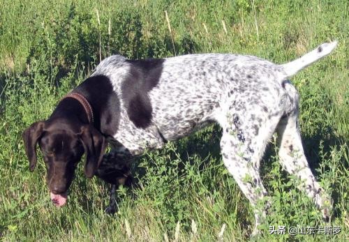 波音达犬详细资料,最好的波音达狩猎犬视频