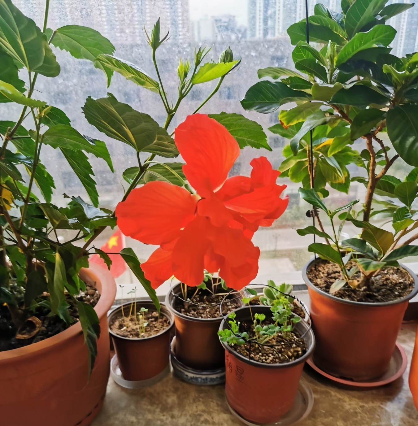 家里必养四种花,6种花公认最难养年年买都养不活