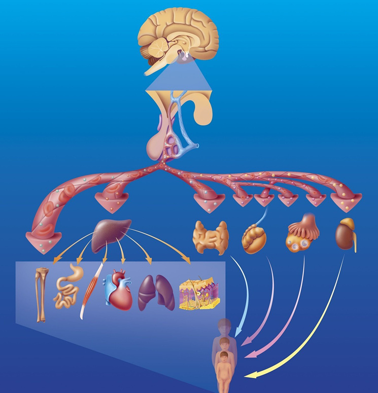 皮质类固醇长期使用副作用,肾上腺皮质类固醇副作用怕光吗