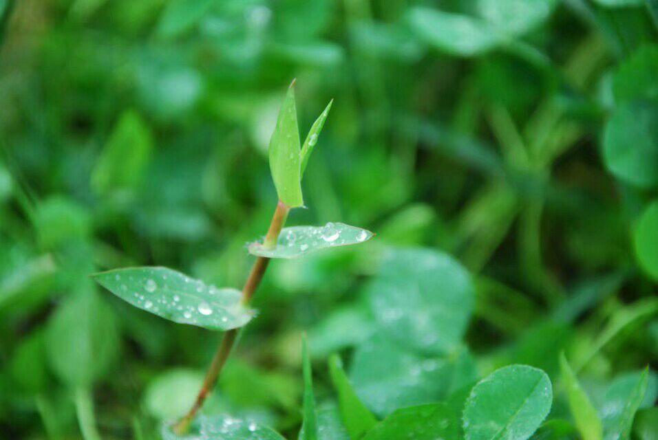 原创雨中遐想,原创雨文字