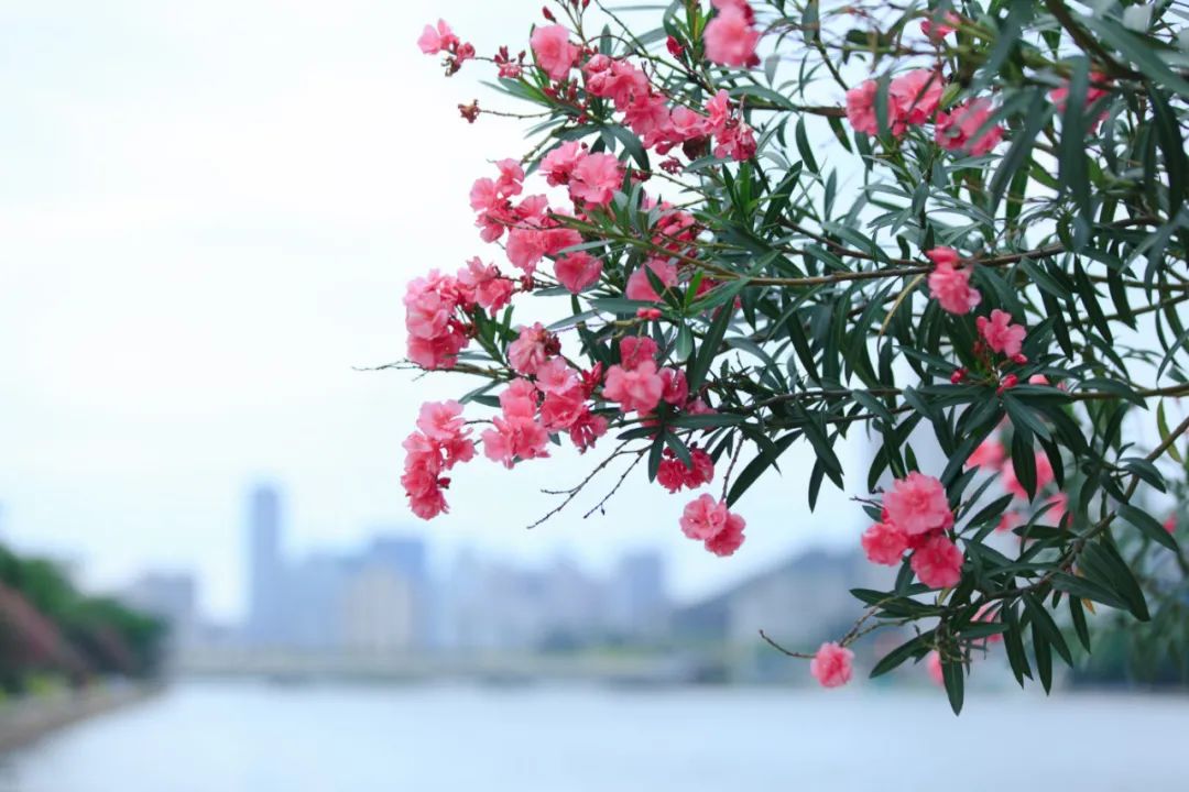 你好，我叫厦门，这是我的简历