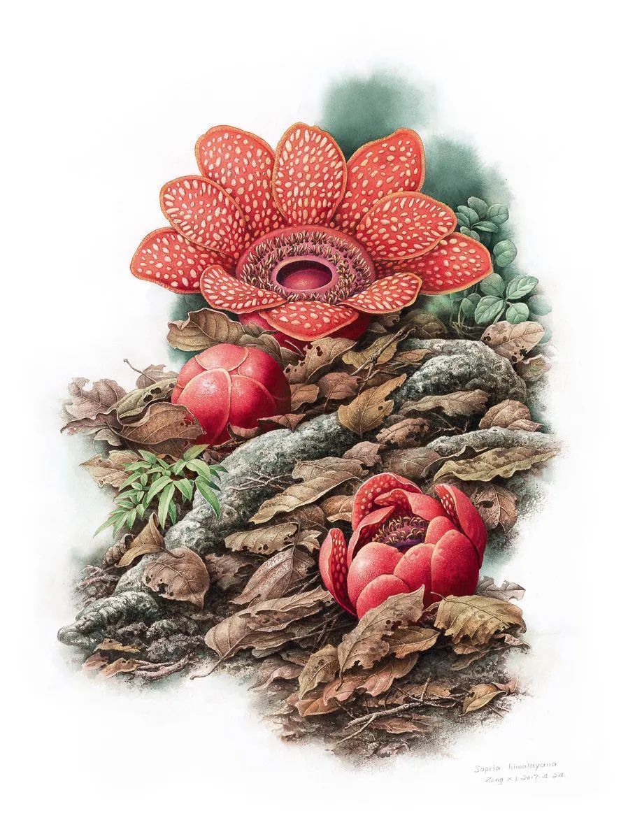 濒危稀有植物绘画,八大濒危珍稀植物