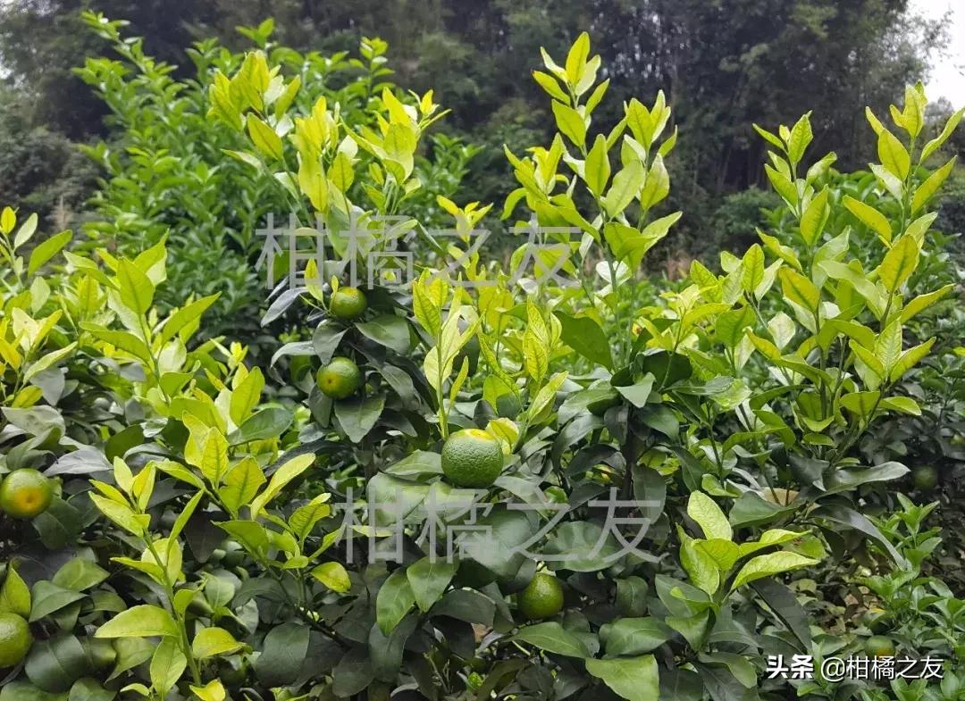 柑橘木虱防治工作要重视，果农分享五大防治要点