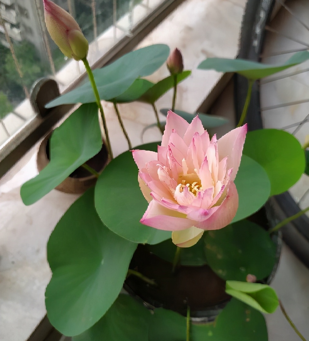 怎样把碗莲养成亭亭玉立的样子,想要把碗莲养开花应该怎么去培养