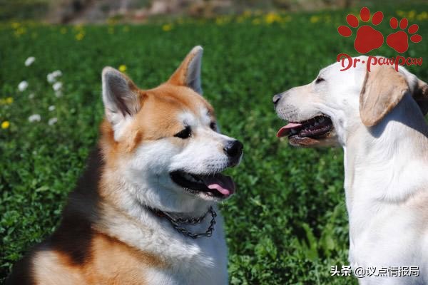 爪爪博士脓皮症特效药,爪爪博士驱虫效果怎么样