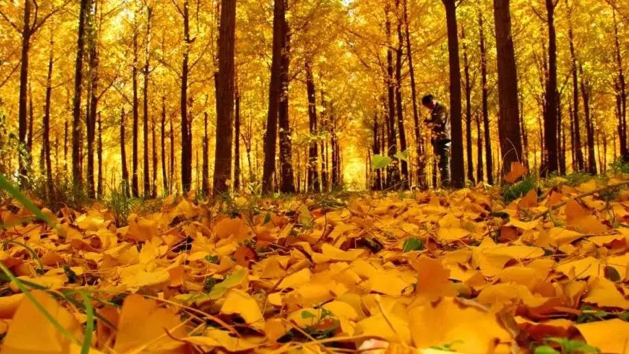 秦宫站到汉阳陵景区直通车,去汉阳陵免费直通车