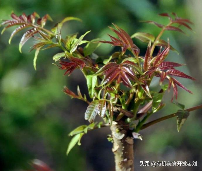 知乎有个小院，种点什么树好哪