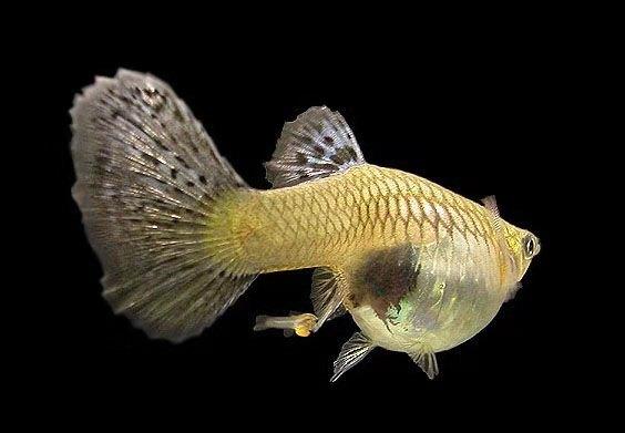 新手买什么观赏鱼最好又便宜,如何购买到高品质的鱼