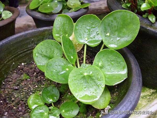 镜面草为什么叫镜面草,镜面草长得特别长可以剪短吗