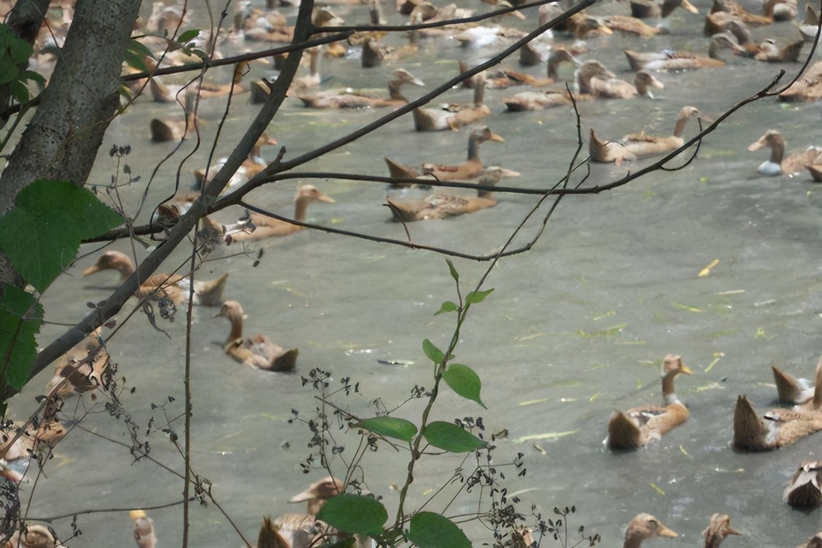 养殖蛋鸭的利润和风险,养殖蛋鸭子的利润