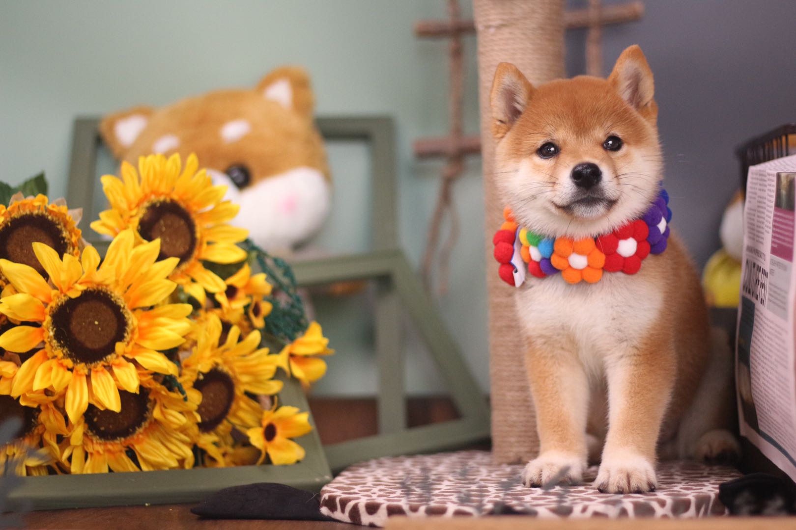 怎么去犬舍挑选比熊,犬舍一般支持上门挑选