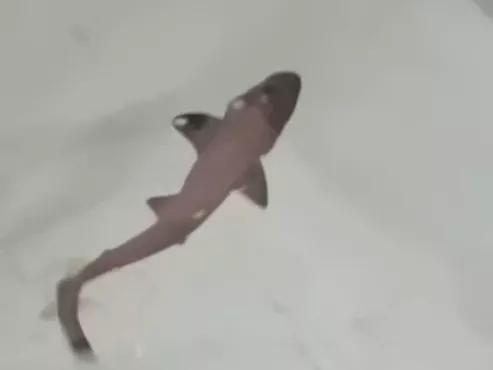 小鲨鱼出生的画面,刚生出来的小鲨鱼特点