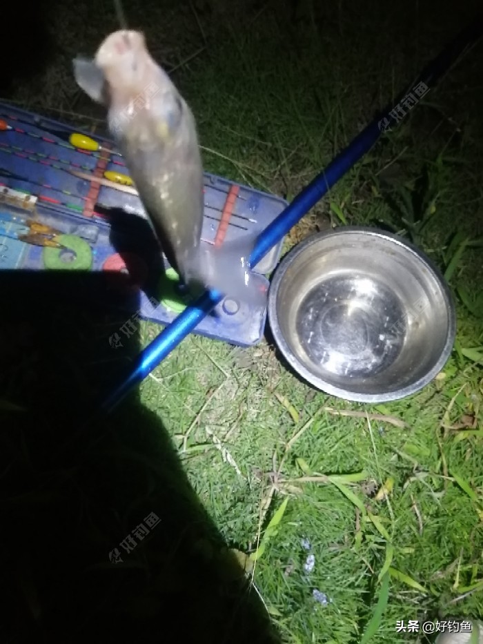 丁香红糖红枣酒,丁香酒钓鲫鱼真实效果