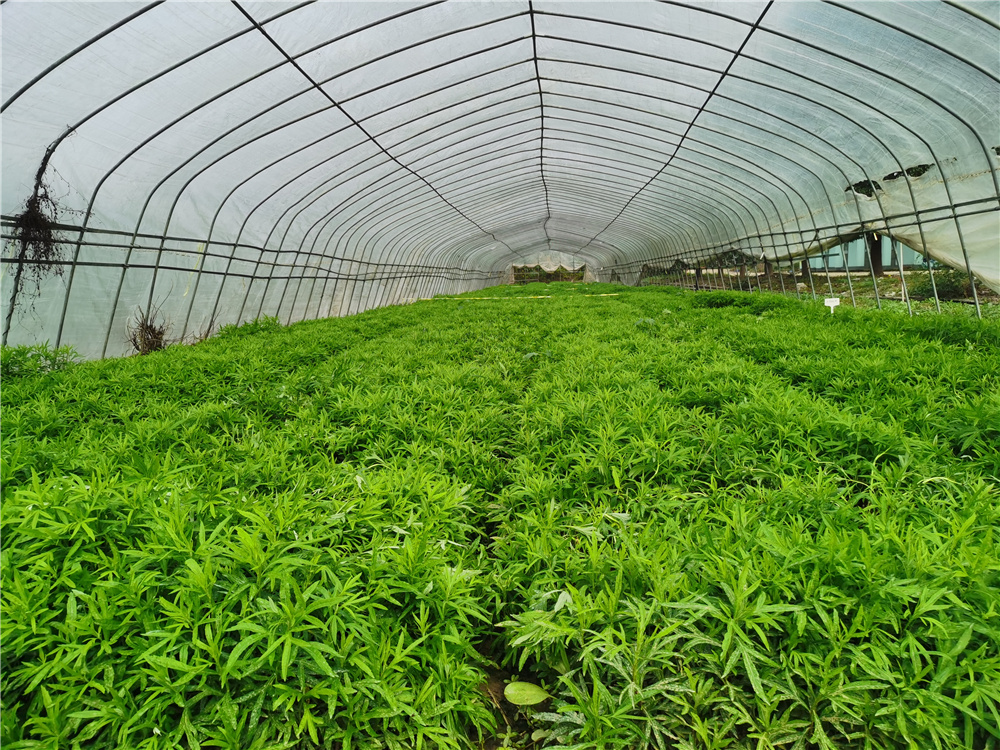 武汉东西湖蔡甸汉南,武汉知名农产品