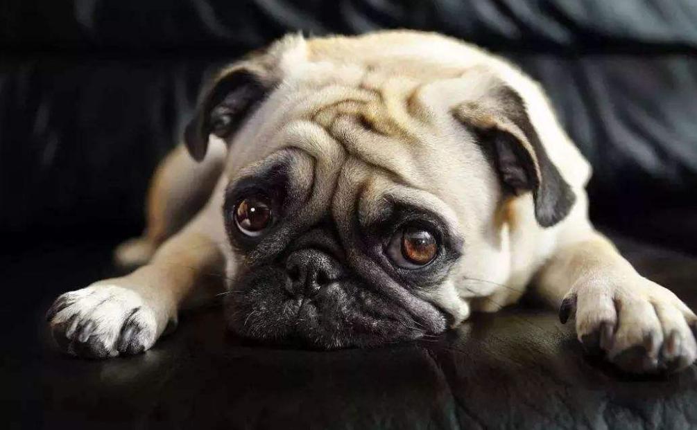 巴哥犬便便正常次数是多少,四个月巴哥犬一天几次便便