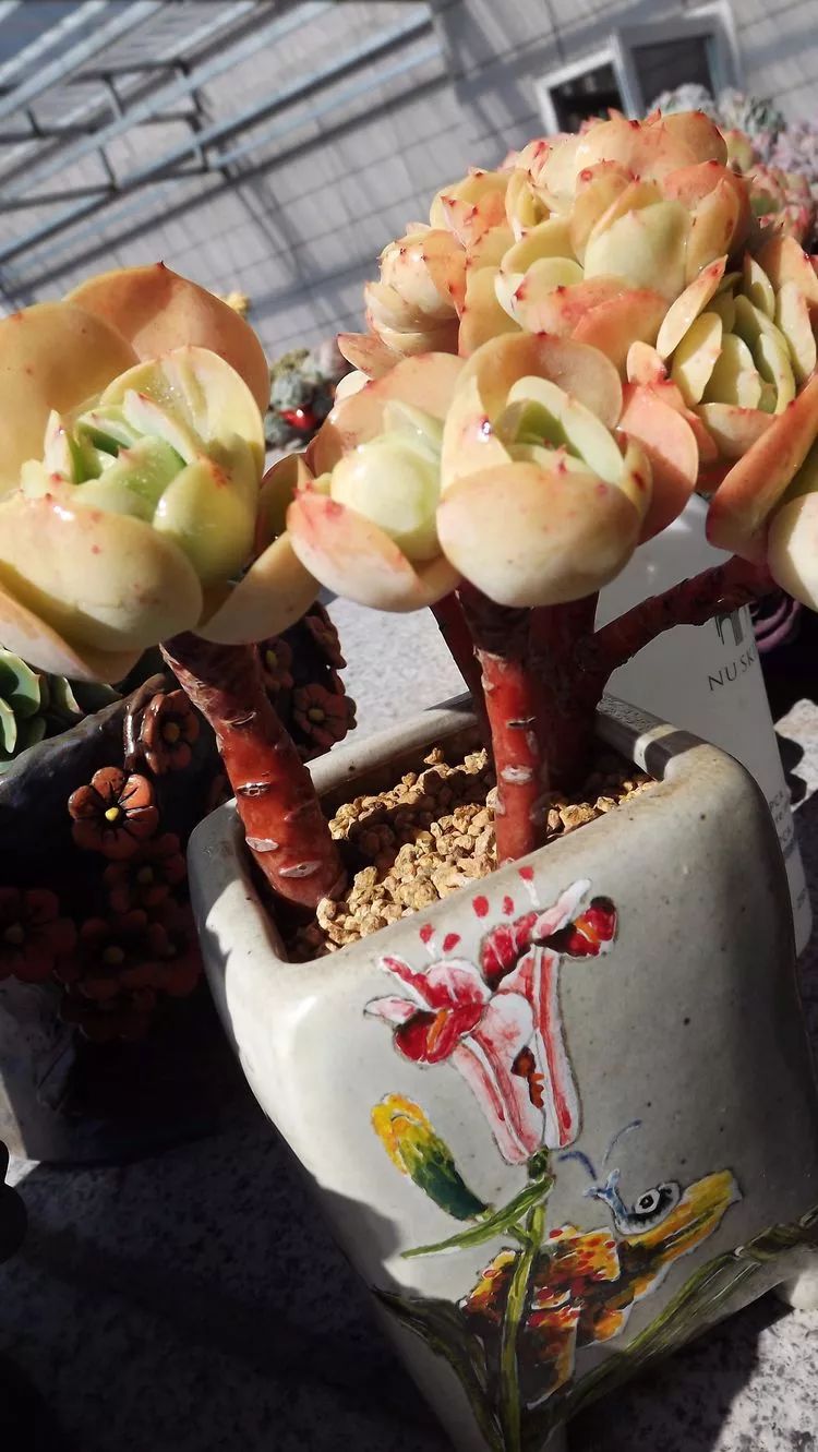 爱机车,爱多肉,宝妈花姐的诗和远方