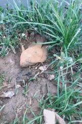 脚臭要去看哪个门诊,看脚臭的话是挂皮肤科吗