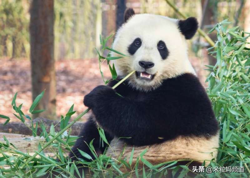 小朋友的蛀牙是怎么形成的,10岁小孩有7颗蛀牙