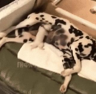 搞笑段子,搞笑动图gif微信可爱表情包