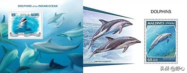 没能去马尔代夫旅游的原因,不会潜水去马尔代夫玩啥