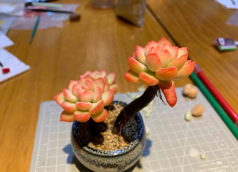 最强大脑水哥亲自做题,最强大脑水哥营养液