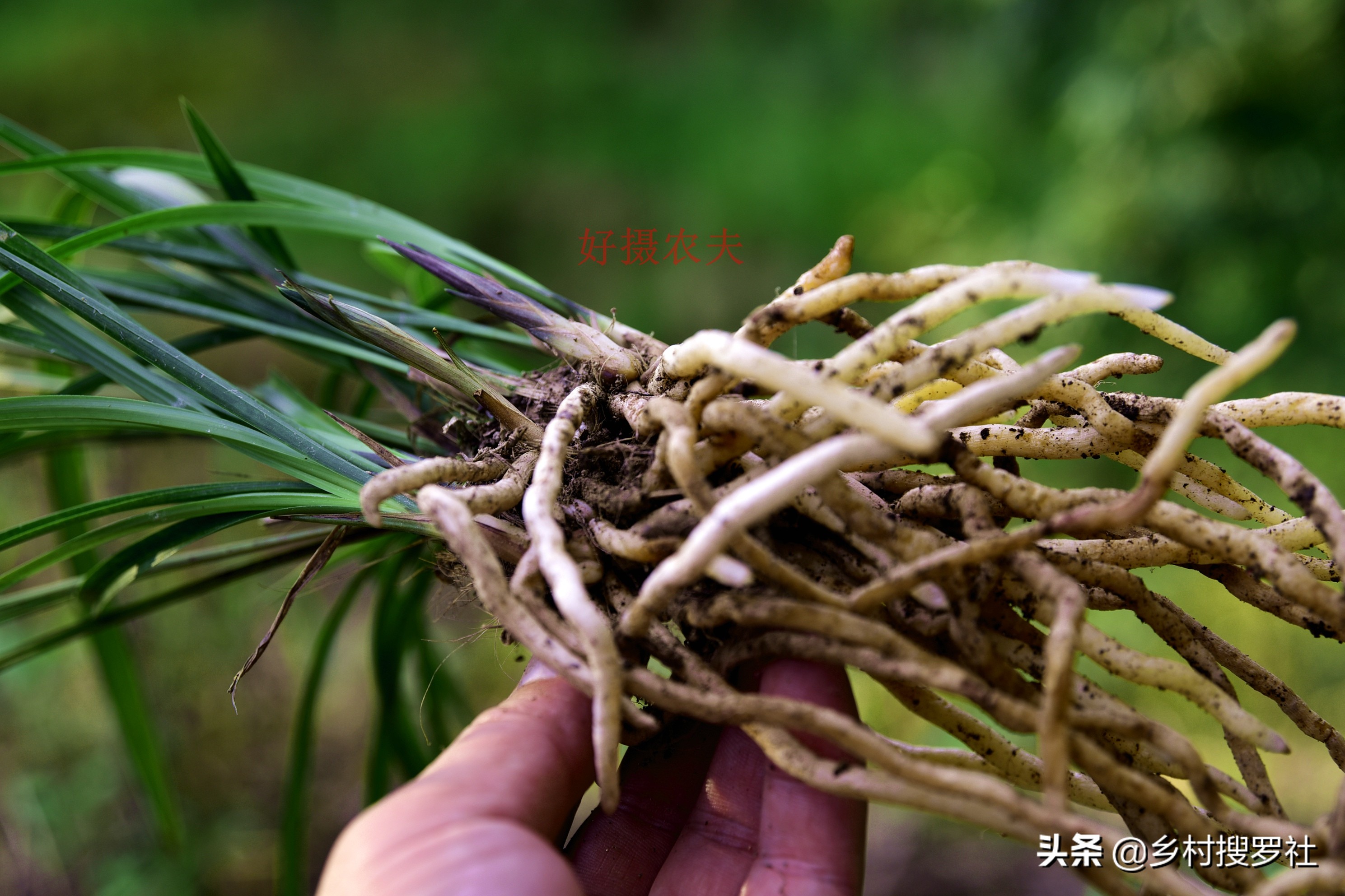 兰花户外养叶子偏黄,懒人养花一个月不浇水