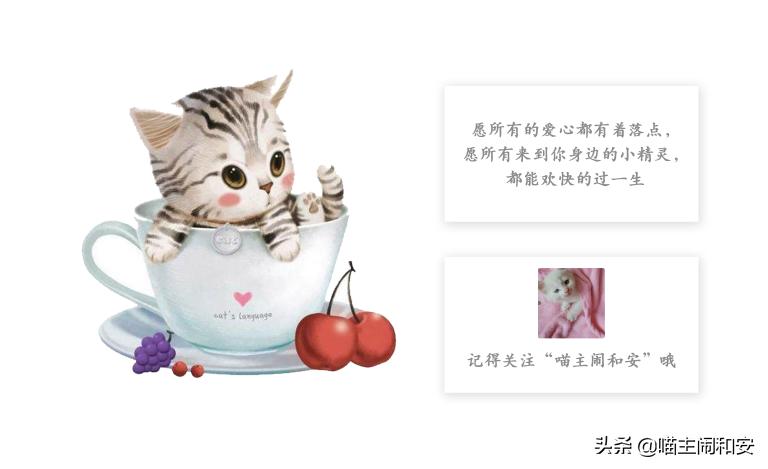 训猫上厕所的正确方法,怎么训猫让猫情绪稳定