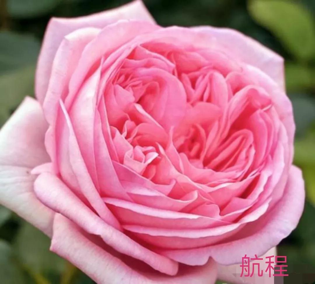 切花火焰月季的优缺点,常见切花月季一览