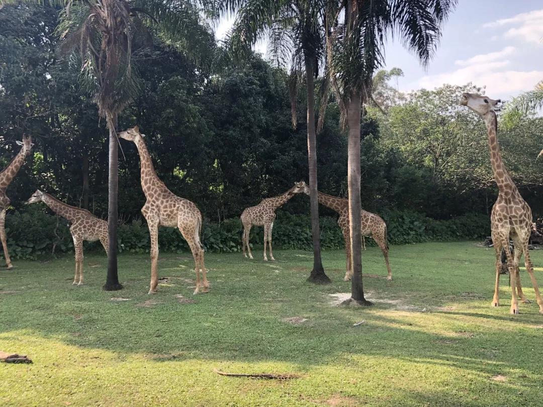 「穗港深」国庆七日南下计划