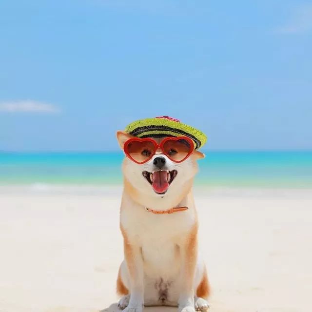 比人还会拍照的狗,简直萌炸朋友圈了