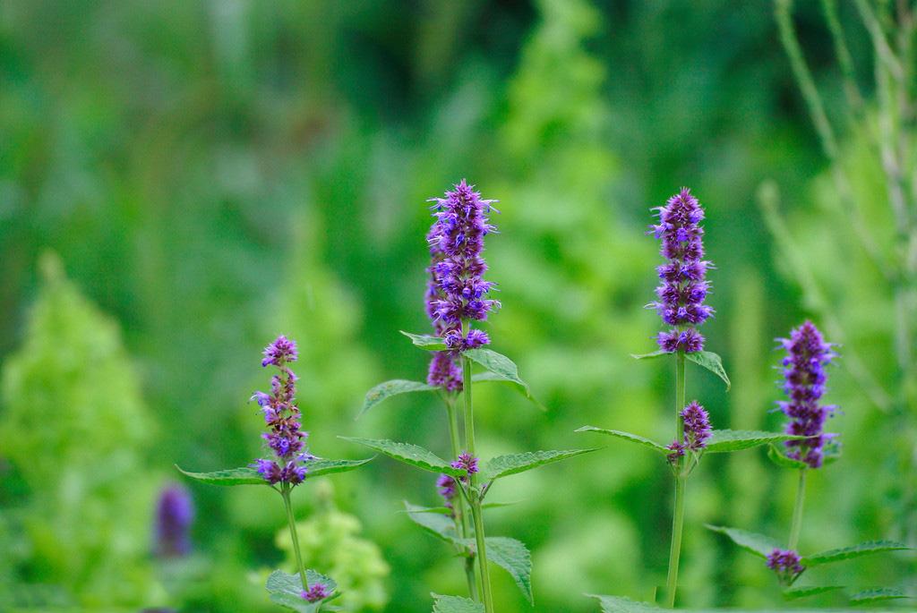 笠翁对韵启蒙经典,笠翁对韵国学启蒙