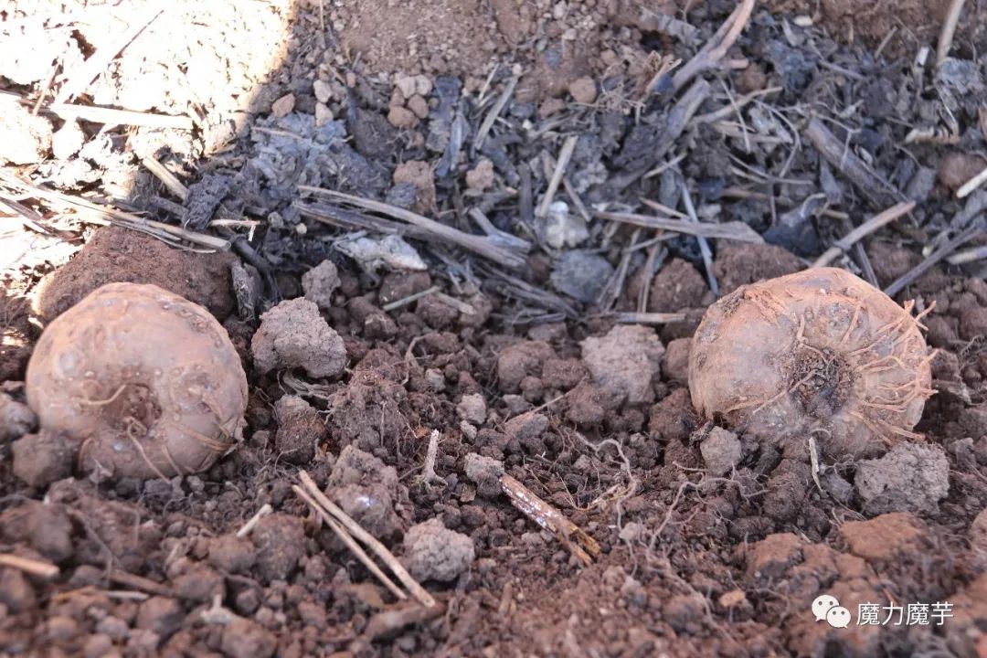 地膜种植魔芋的大忌,种植魔芋的方法与技术