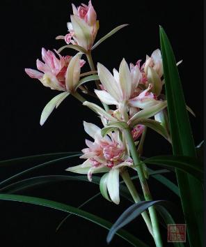 建兰奇花之首富山奇蝶,建兰花四季开花