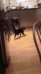 奶牛猫就是神经猫,奶牛猫不是一般的淘气