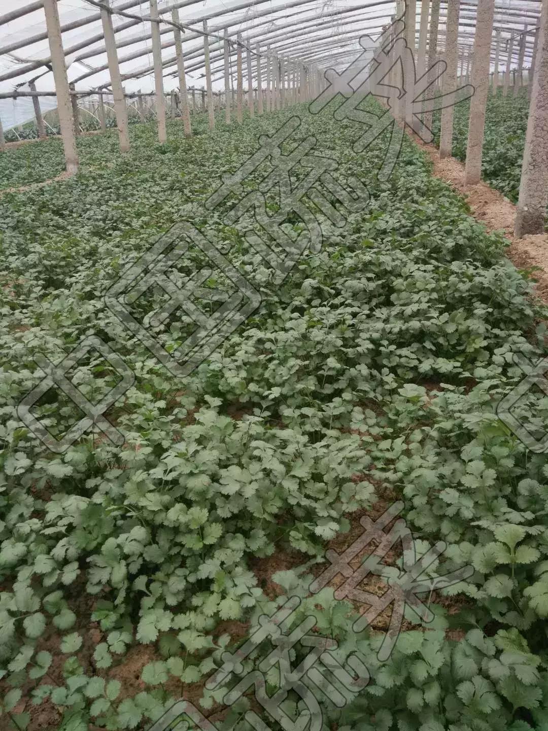 6种有很大味的蔬菜,闻着味道很大的蔬菜有哪些